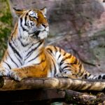 Bengal Tiger – Tiger Facts and Information
